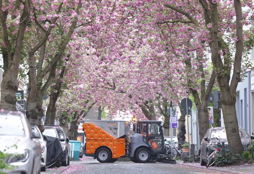 Seitenansicht der elektrischen Kehrmaschine von bonnorange mittig in der Breite Straße in der Bonner Altstadt zur Kirschblüte.