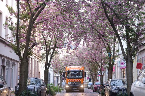 Ein Abfallsammelfahrzeug in der Breite Straße in der Bonner Altstadt zur Kirschblüte.