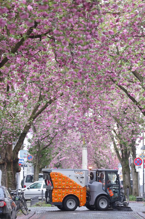 Seitenansicht der elektrischen Kehrmaschine von bonnorange in der Breite Straße in der Bonner Altstadt zur Kirschblüte von links kommend.