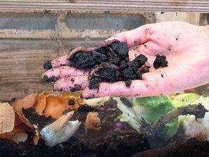 Wurmkomposter-Ausleihe Wurmkomposter-Ausleihe